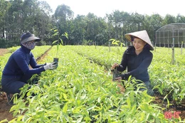 Chuẩn bị nguồn giống chất lượng, sẵn sàng cho mùa trồng cây đầu năm