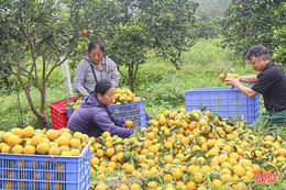 Các HTX ở Hà Tĩnh rộn ràng vào vụ tết.
