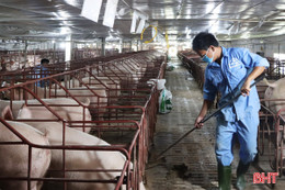Giữ nhịp chăn nuôi lợn an toàn để duy trì nguồn cung thực phẩm sạch