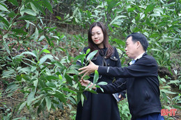 Trồng rừng thâm canh keo lai nuôi cấy mô: chống chịu thiên tai, tăng giá trị kinh tế