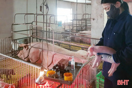 Dịch tả lợn châu Phi lan rộng, trang trại lợn giống lao đao