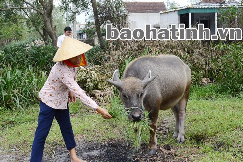 Không nên thả rông gia súc khi chúng đang mang mầm bệnh