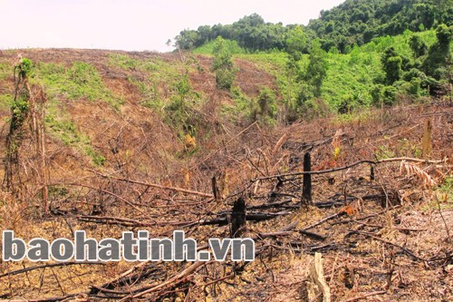 Một khu vực rừng sản xuất của Ban quản lý rừng phòng hộ Ngàn Sâu bị phát xẻ trái phép