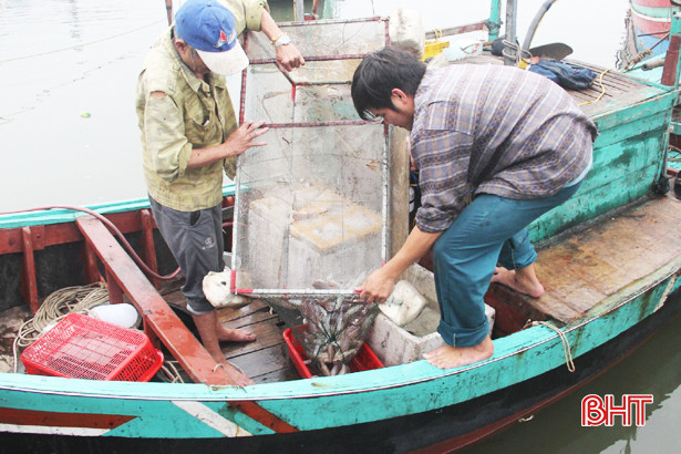 Bám biển câu mực, ngư dân Nghi Xuân thu tiền triệu mỗi ngày
