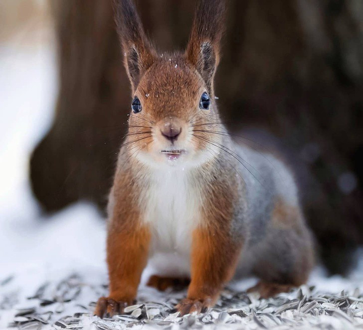 Nhiếp ảnh gia chụp thế giới hoang dã ở Phần Lan đẹp như cổ tích