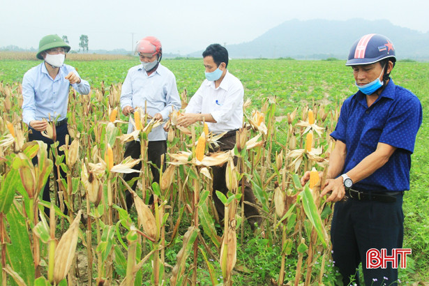 Nông dân Nghi Xuân bội thu ngô trên vùng đất hoang