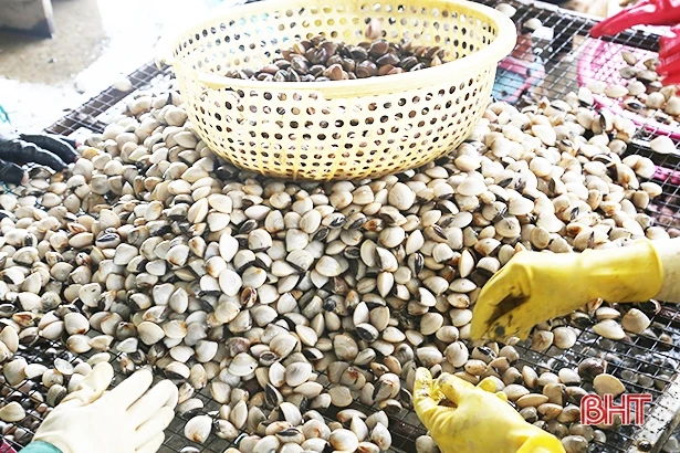 Giá ngao tăng, vựa ngao Mai Phụ phấn khởi bước vào vụ thu hoạch