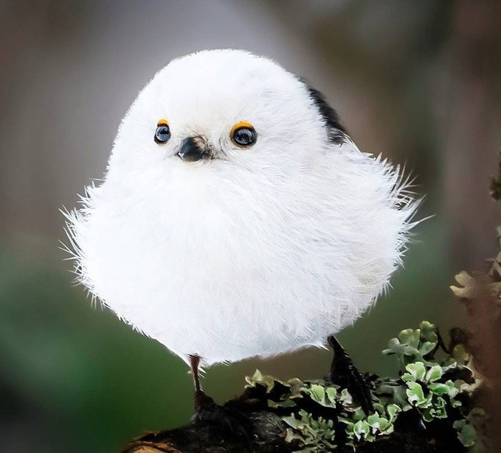 Nhiếp ảnh gia chụp thế giới hoang dã ở Phần Lan đẹp như cổ tích