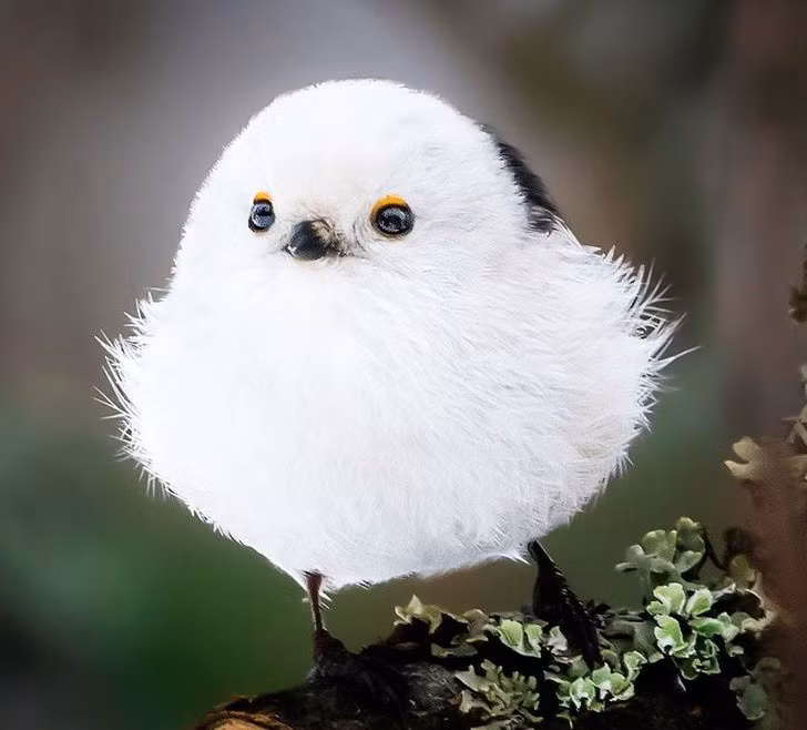 Nhiếp ảnh gia chụp thế giới hoang dã ở Phần Lan đẹp như cổ tích