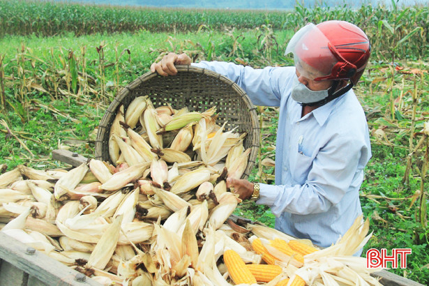 Nông dân Nghi Xuân bội thu ngô trên vùng đất hoang