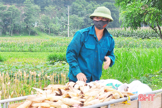 Hương Sơn thu hơn 6.000 tấn ngô đông