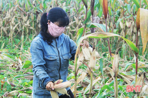 Nông dân Nghi Xuân bội thu ngô trên vùng đất hoang