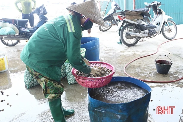 Giá ngao tăng, vựa ngao Mai Phụ phấn khởi bước vào vụ thu hoạch