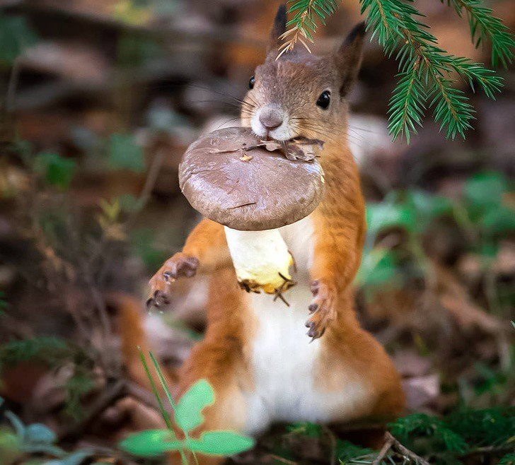 Nhiếp ảnh gia chụp thế giới hoang dã ở Phần Lan đẹp như cổ tích