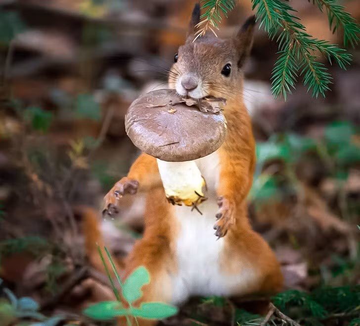 Nhiếp ảnh gia chụp thế giới hoang dã ở Phần Lan đẹp như cổ tích