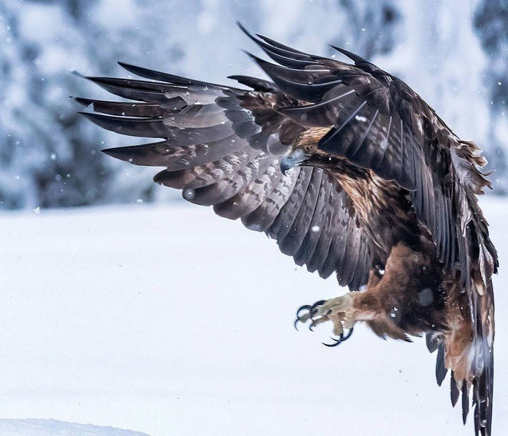 Nhiếp ảnh gia chụp thế giới hoang dã ở Phần Lan đẹp như cổ tích