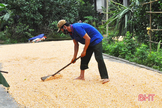 Hương Sơn thu hơn 6.000 tấn ngô đông