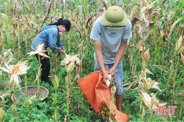 Nông dân Nghi Xuân bội thu ngô trên vùng đất hoang