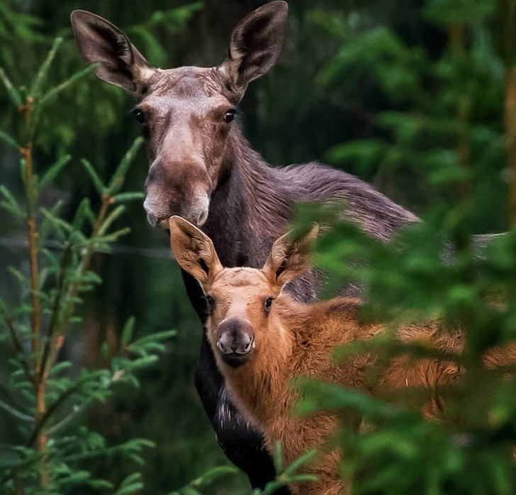 Nhiếp ảnh gia chụp thế giới hoang dã ở Phần Lan đẹp như cổ tích