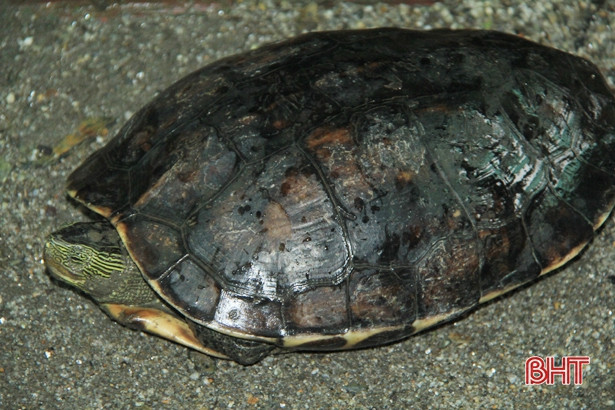 Vườn Quốc gia Vũ Quang tiếp nhận 2 cá thể động vật hoang dã quý hiếm