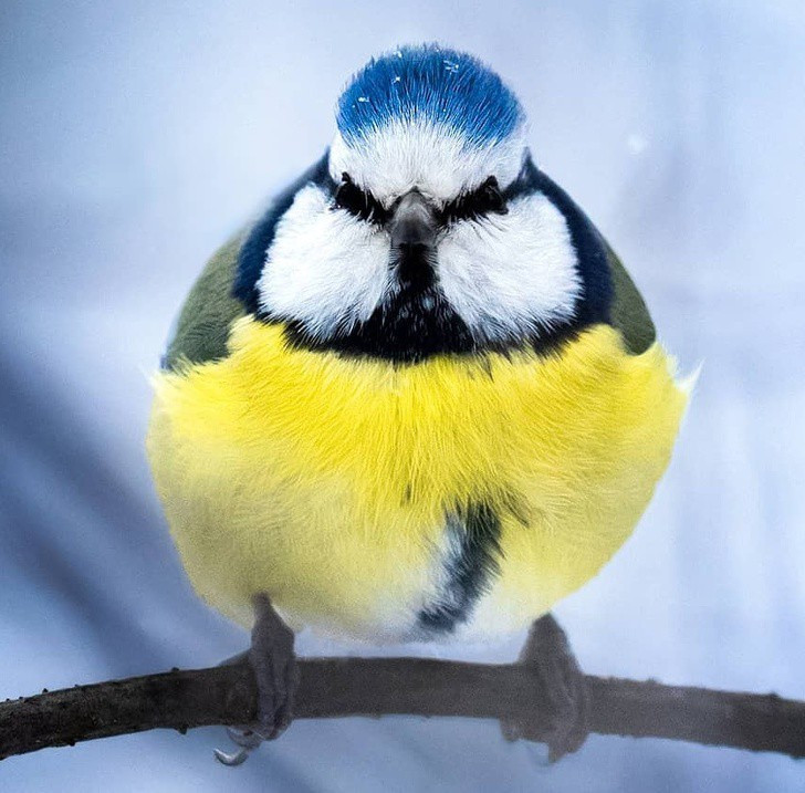 Nhiếp ảnh gia chụp thế giới hoang dã ở Phần Lan đẹp như cổ tích