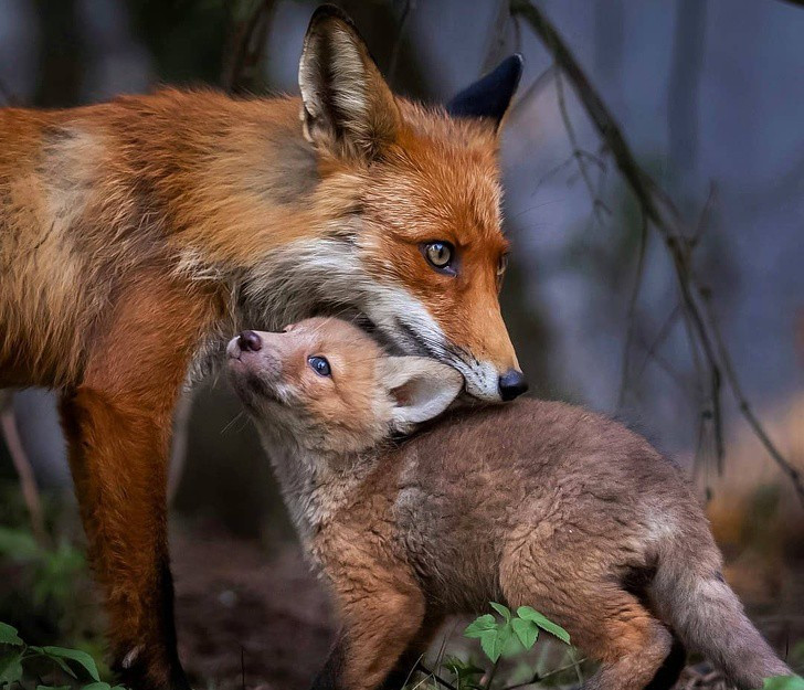 Nhiếp ảnh gia chụp thế giới hoang dã ở Phần Lan đẹp như cổ tích