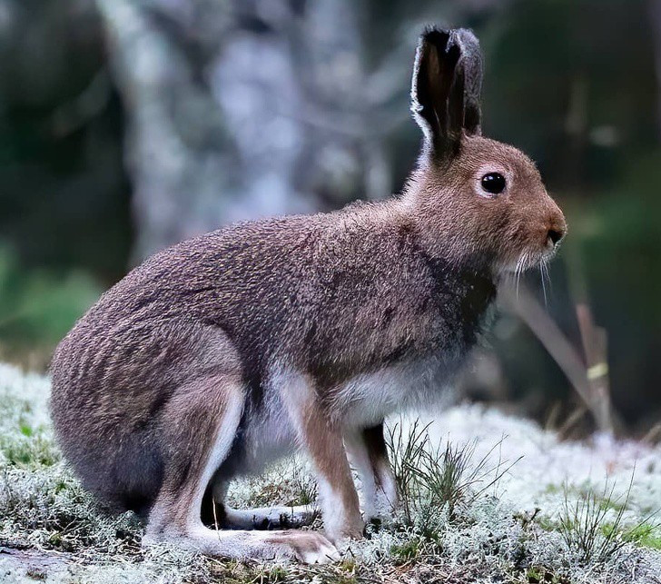 Nhiếp ảnh gia chụp thế giới hoang dã ở Phần Lan đẹp như cổ tích