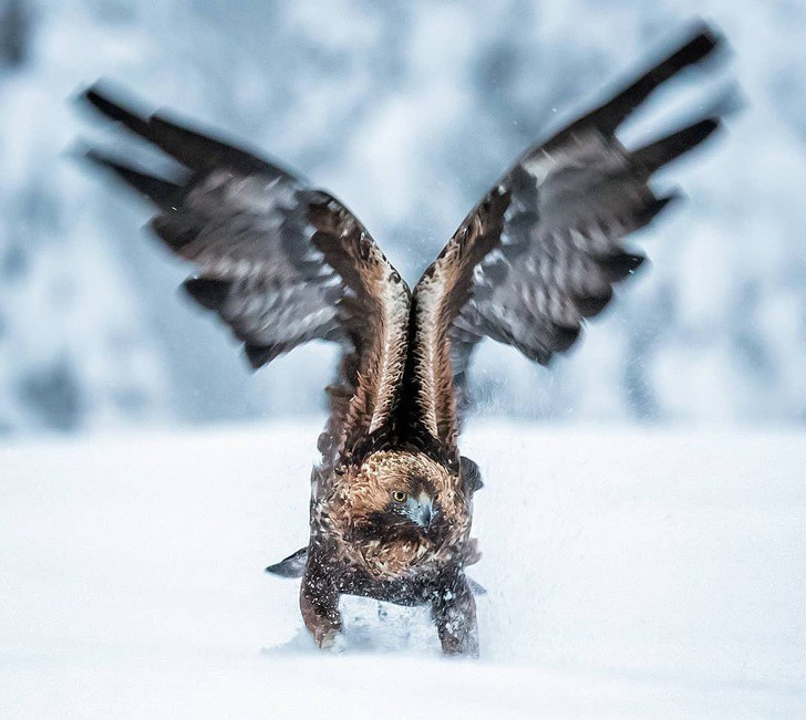 Nhiếp ảnh gia chụp thế giới hoang dã ở Phần Lan đẹp như cổ tích