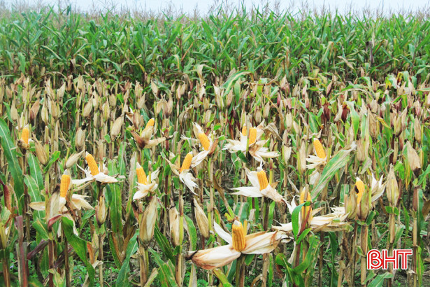 Nông dân Nghi Xuân bội thu ngô trên vùng đất hoang