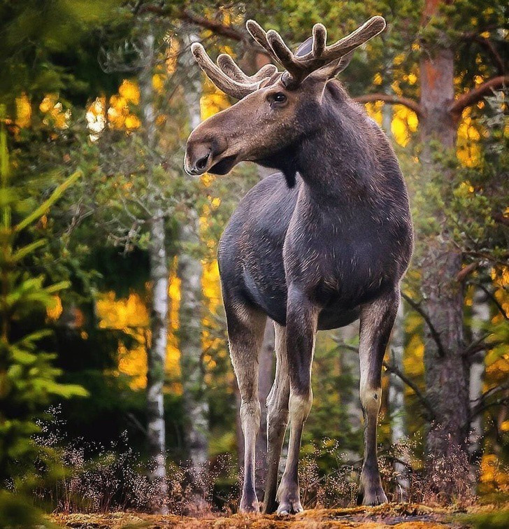 Nhiếp ảnh gia chụp thế giới hoang dã ở Phần Lan đẹp như cổ tích