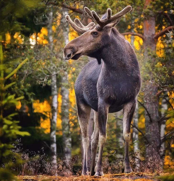Nhiếp ảnh gia chụp thế giới hoang dã ở Phần Lan đẹp như cổ tích