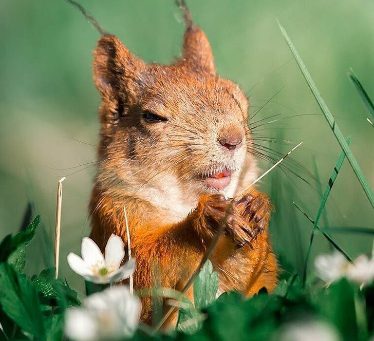 Nhiếp ảnh gia chụp thế giới hoang dã ở Phần Lan đẹp như cổ tích