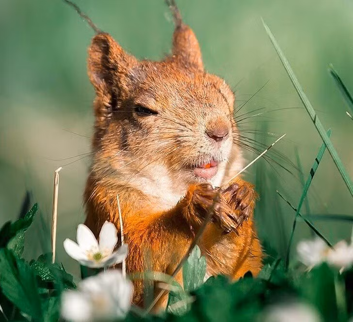 Nhiếp ảnh gia chụp thế giới hoang dã ở Phần Lan đẹp như cổ tích