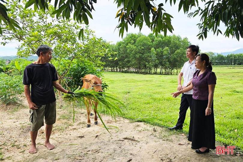 Chủ tịch Ủy ban MTTQ xã Kỳ Tây Nguyễn Thị Nhi kiểm tra sự phát triển của bò sinh kế tại các hộ dân sau khi được hỗ trợ. A15.jpg