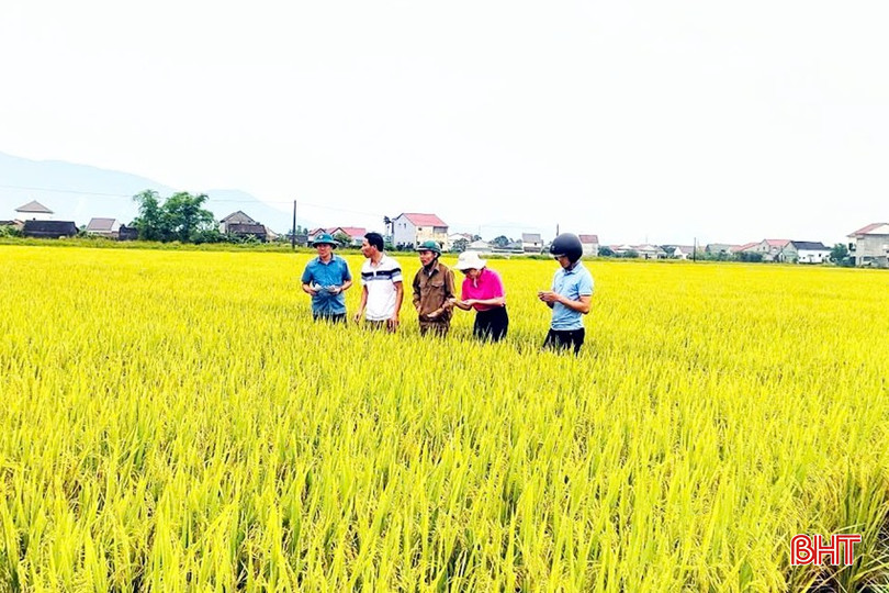 Vụ hè thu năm 2024 trên cánh đồng sau chuyển đổi ruộng đất của thôn Thượng Hải. bqbht_br_a2.png