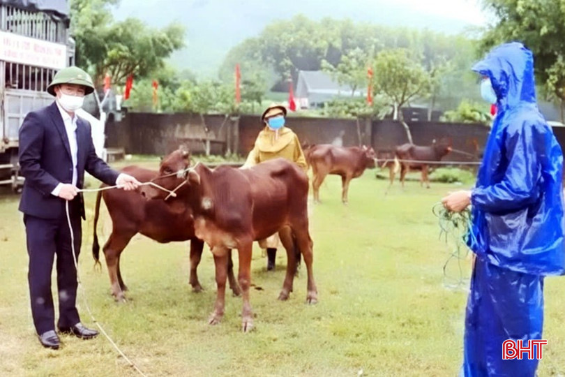 قامت بلدية كي لاك بتوزيع أبقار التكاثر على الأسر التي تتلقى دعماً معيشياً. bqbht_br_31.jpg