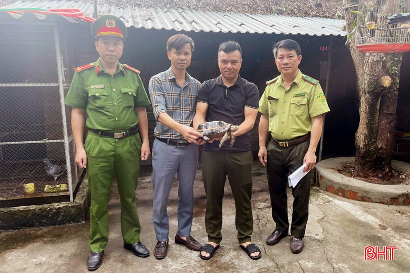 Lực lượng chức năng tiếp nhận rùa núi vàng 2,5kg anh Đậu Đình Phương bàn giao. 13.jpg