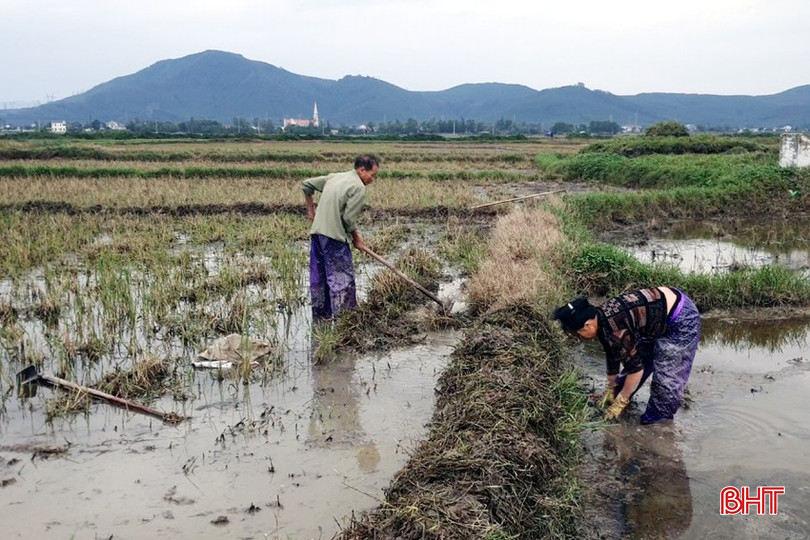 Ông Nguyễn Liên và bà Nguyễn Thị Vỵ dọn bờ, chuẩn bị đất cho sản xuất vụ xuân 2024. bqbht_br_a5.jpg