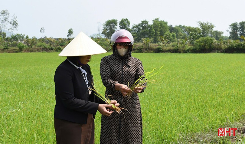 Cây lúa bón phân hữu cơ từ rác thải cho thân cứng, khoẻ; bộ rễ trắng, sáng hơn so với bón phân vô cơ. bqbht_br_a2.jpg