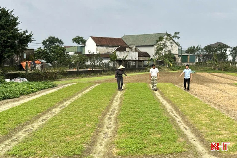 Rau màu là một trong những sản phẩm cho thu nhập cao của người dân thôn Nam Hải (tổng diện tích gần 10 ha). bqbht_br_a8.jpg