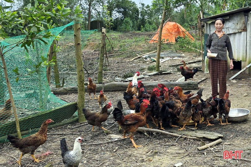 تتولى السيدة نجو ثي هوونغ في قرية كيم ها رعاية وتطوير قطيع الدجاج الخاص بها بعد تلقيها الدعم على شكل 100 كتكوت. bqbht_br_11.jpg