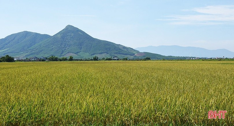 Cánh đồng lúa hữu cơ của thôn Phú Minh cơ cấu 100% giống lúa chất lượng ST25. image-2.jpg