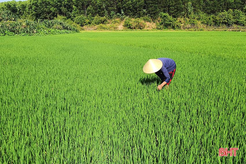 Nhờ dày công chăm sóc, các loại cây trồng của bà Minh luôn cho năng suất cao. A1.jpg