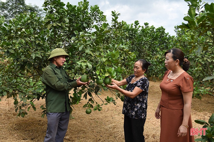 Ngoài vườn keo tràm, gia đình anh Thông còn có trên 1 ha vườn cây ăn quả các loại. bqbht_br_a4.jpg