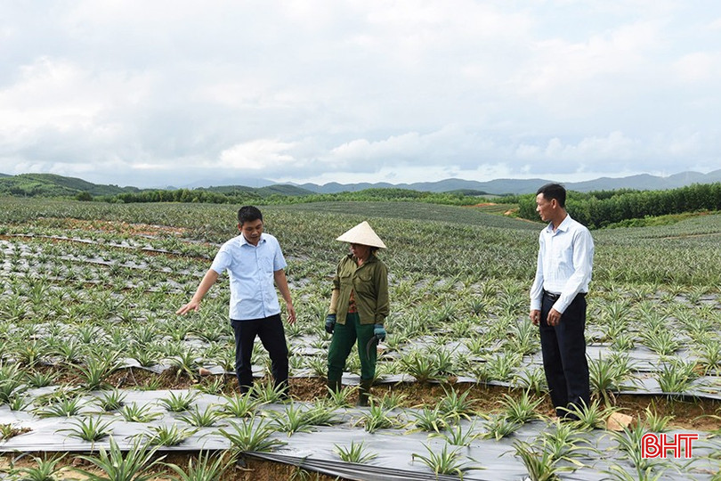 Mô hình trồng dứa hứa hẹn sẽ là hướng đi mới giúp người nghèo huyện Kỳ Anh phát triển kinh tế. bqbht_br_a1.jpg
