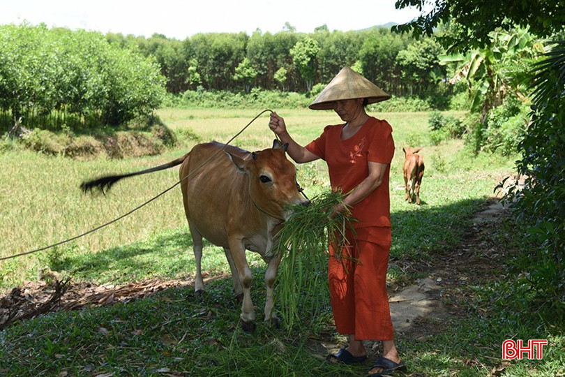 Bà Mai chăm sóc "bò sinh kế" . bqbht_br_a2.jpg