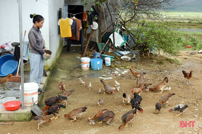 Etter å ha blitt støttet med kyr, ble fru Phan Thi Duong (landsbyen Xuan Bac) også støttet med 50 kyllinger for å utvikle økonomien og unnslippe fattigdom. bqbht_br_dsc-7530.jpg