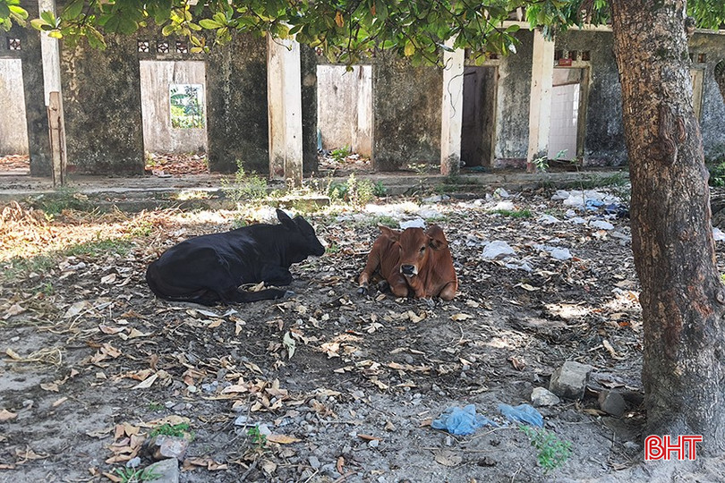 Công trình đang thành nơi chăn thả trâu bò của các hộ dân trong vùng. A2.jpg