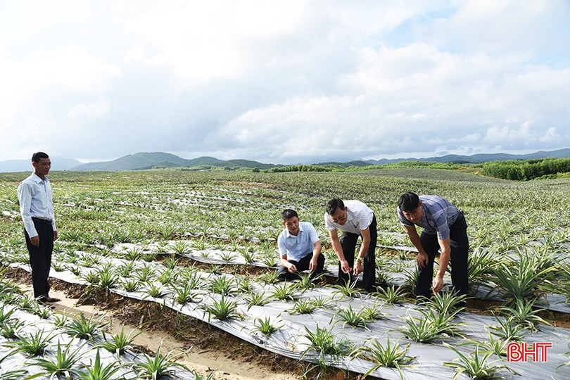 Lãnh đạo xã Kỳ Tân kiểm tra tình hình sinh trưởng và phát triển cây dứa tại mô hình của anh Trần Văn Cường. bqbht_br_a1.jpg