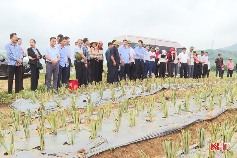 Lãnh đạo huyện Kỳ Anh và người dân tham quan mô hình trồng dứa tại xã Lâm Hợp. bqbht_br_a3.jpg